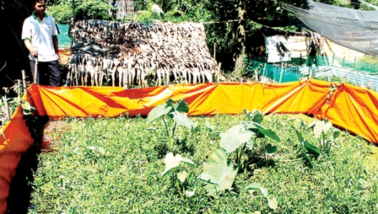 Cần Thơ: Giá lươn tăng cao