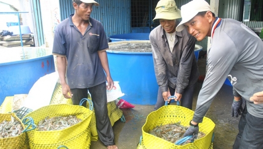 ĐBSCL: Tôm thẻ cỡ lớn tăng giá mạnh